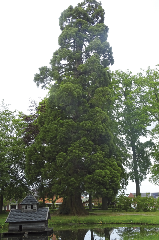 Bekijk detail van "Sequoia in Engels' Tuin"