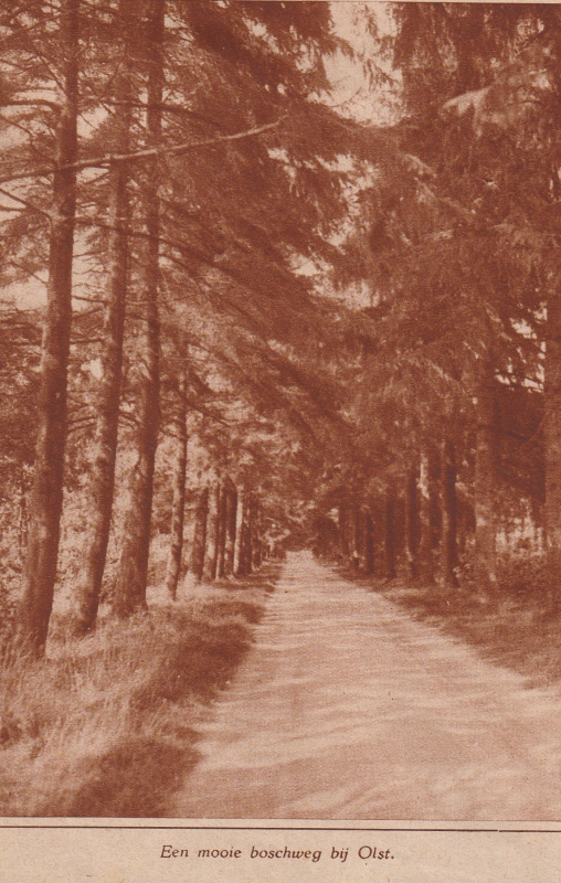 Bekijk detail van "Een mooie boschweg bij Olst, 1931"