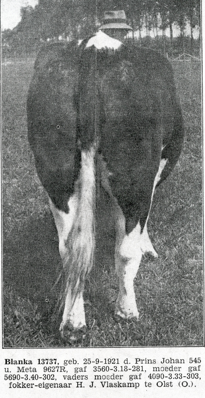 Bekijk detail van "Foto koe Blanka 13737,  fokker eigenaar H.J. Vlaskamp, 1929"