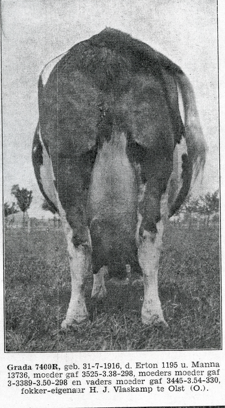 Bekijk detail van "Foto koe: Grada 7400R, fokker eigenaar H.J. Vlaskamp, 1929"