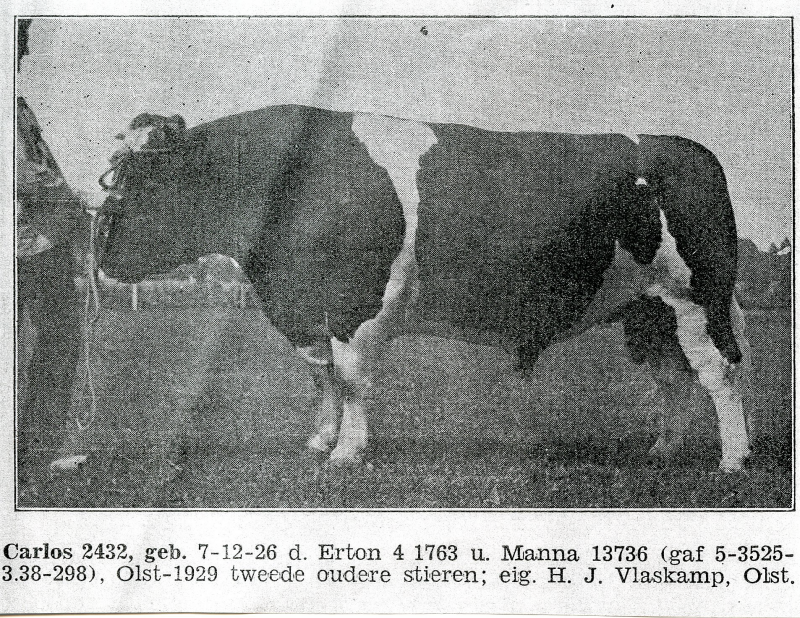 Bekijk detail van "Stier Carlos 2432, eigenaar H.J. Vlaskamp, 1929"