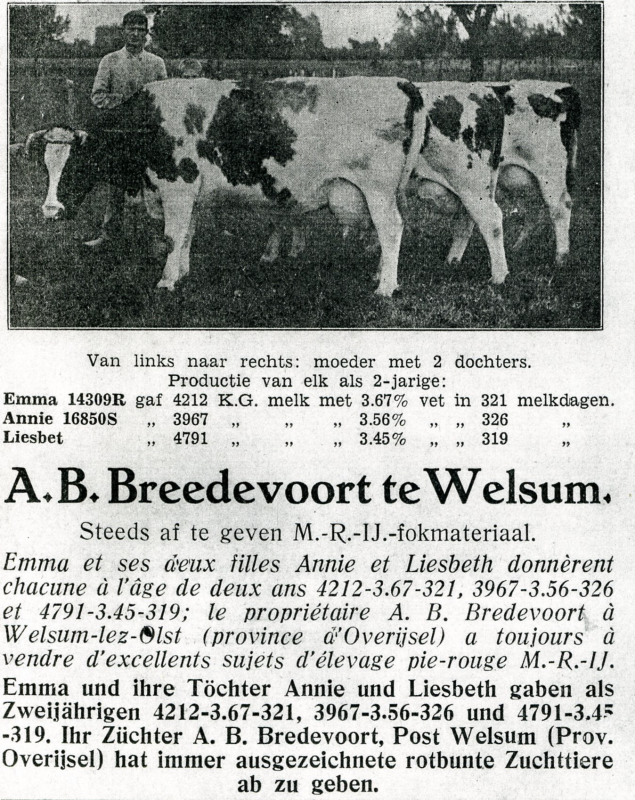 Bekijk detail van "Koeien: Emma 14309R, Annie 16850S en Liesbet, eigen. A.B. Breedevoort te Welsum, 1929"