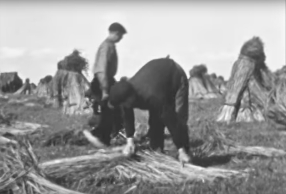 Bekijk detail van "Biezenteelt Genemuiden, ca. 1960 (film)"