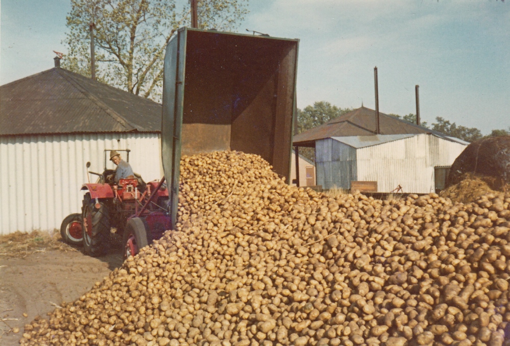Bekijk detail van "Jan Tepper: 'Had je een goede productie, kon je de aardappels niet kwijt!'"